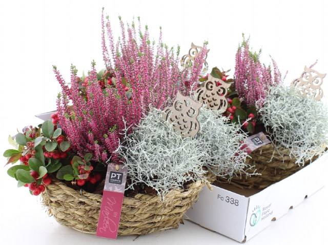 <h4>ARR TUINPLANTEN</h4>