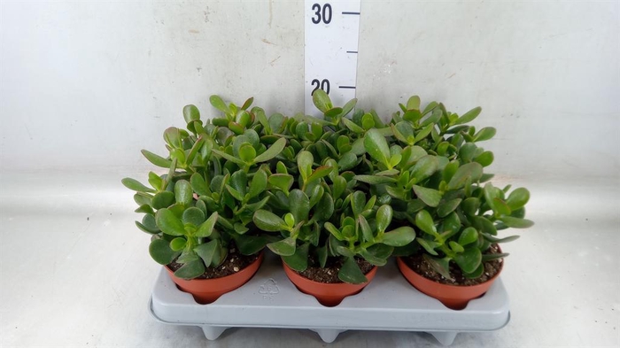 <h4>Crassula ovata</h4>