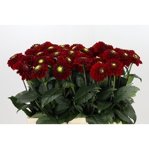 Dahlia Red Fox