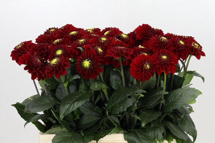 <h4>Dahlia Red Fox</h4>