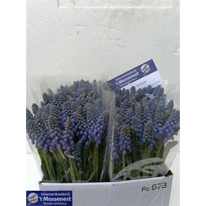 Muscari Armeniacum