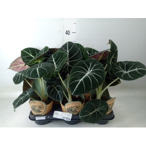 Alocasia   ...