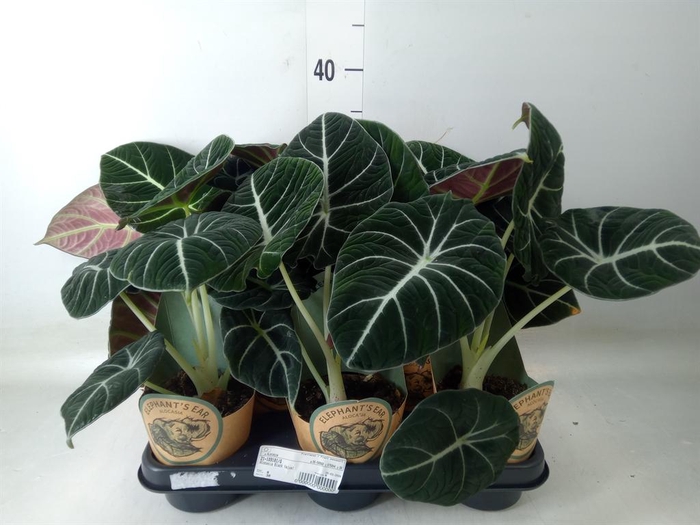 <h4>Alocasia ...</h4>