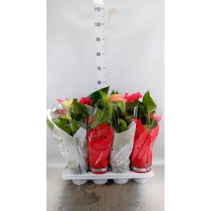 Anthurium   ...mix 4