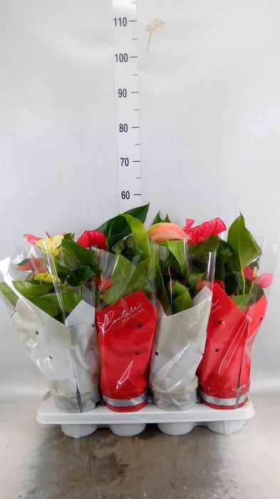 <h4>Anthurium ...mix 4</h4>