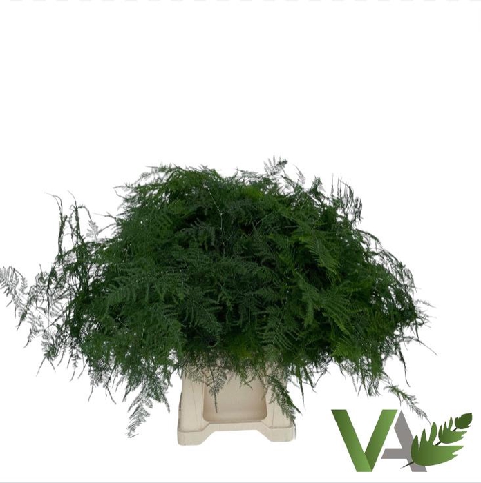 <h4>ASPARAGUS SETACEUS</h4>