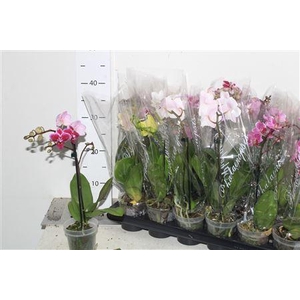 ** Phal Gem 4 Kl 1 Branche Winter Promo *