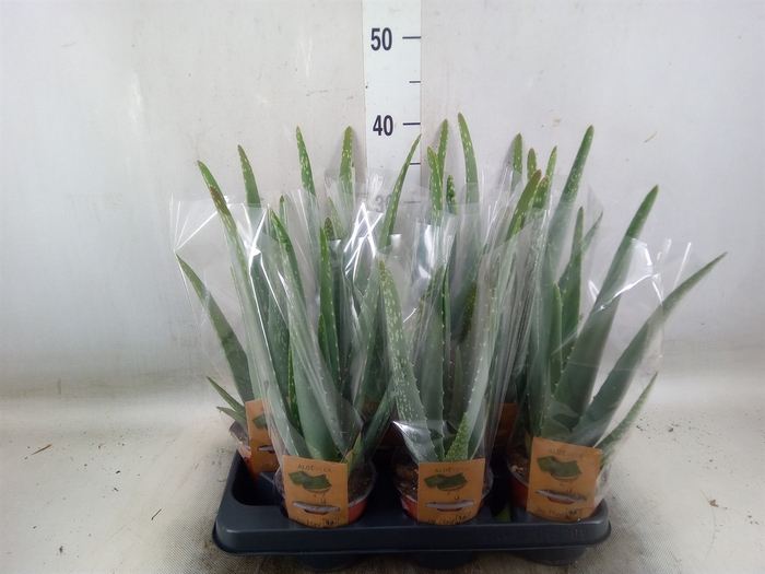<h4>Aloe vera</h4>