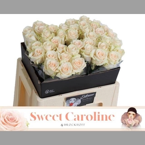 R GR SWEET CAROLINE