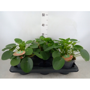 Pilea peperomoides