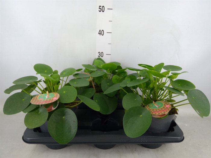 <h4>Pilea peperomoides</h4>