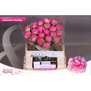 Paeonia Dr. Alexander Fleming | Heavy Quality