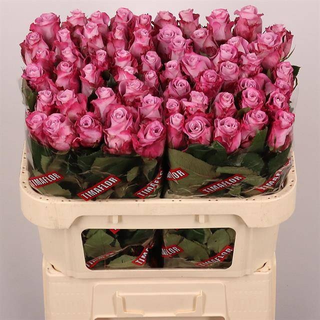 <h4>R Gr Maritim Extra Tima</h4>
