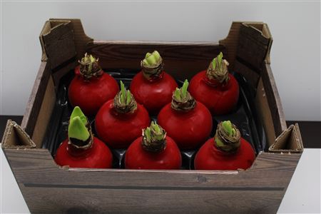 <h4>Amaryllis Bol Kerst Rood</h4>