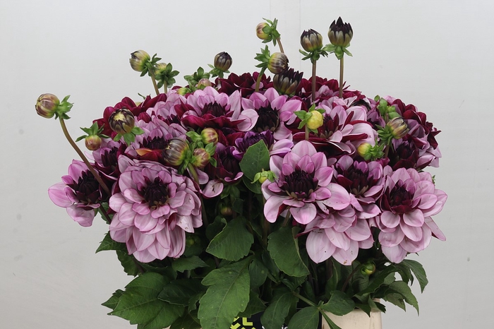 <h4>Dahlia Creme de Cassis</h4>