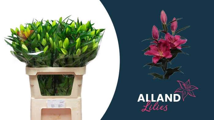 <h4>LI OR TARRANGO</h4>