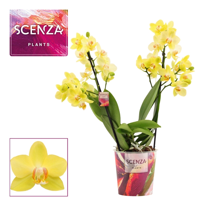 <h4>Phalaenopsis multiflora 2 tak Albenga (Scenza)</h4>