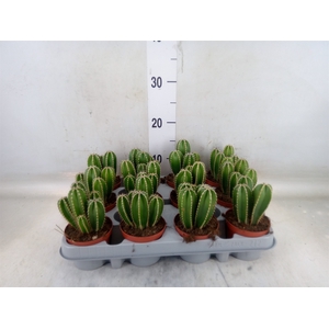Cereus   ...