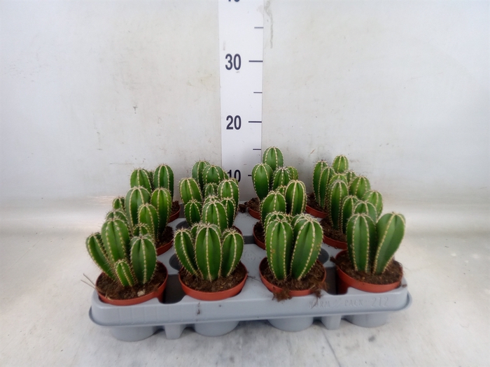 <h4>Cereus   ...</h4>