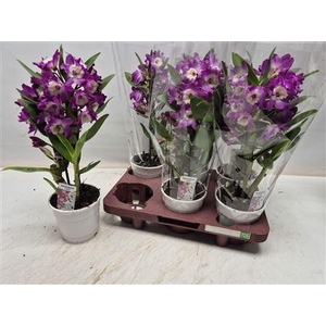Dendrobium Nobile 1 Branche 6+