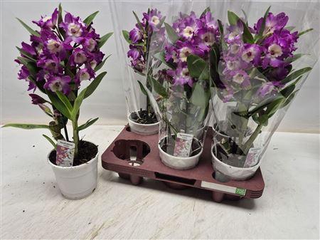 <h4>Dendrobium Nobile 1 Branche 6+</h4>