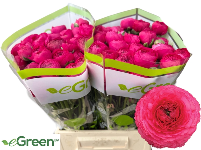 <h4>RAN AAZUR DEEP ROSE</h4>