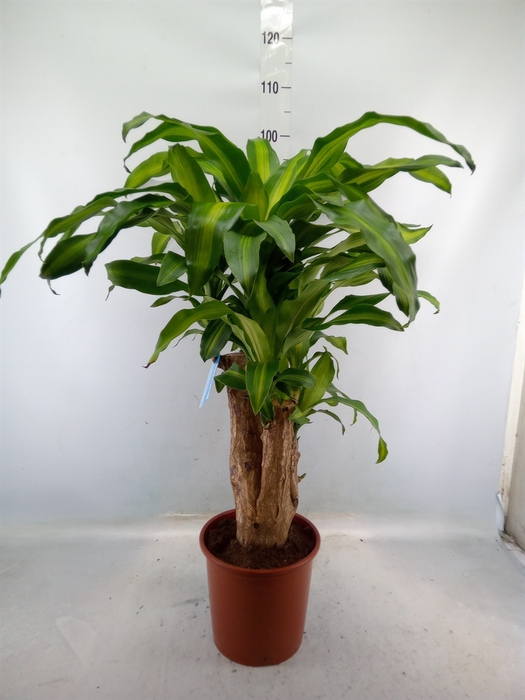 <h4>Dracaena frag. 'Massangeana'</h4>