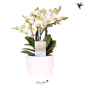 Kolibri Orchids Phalaenopsis Blossom Lausanne 6 spike in pot white with easy watering system