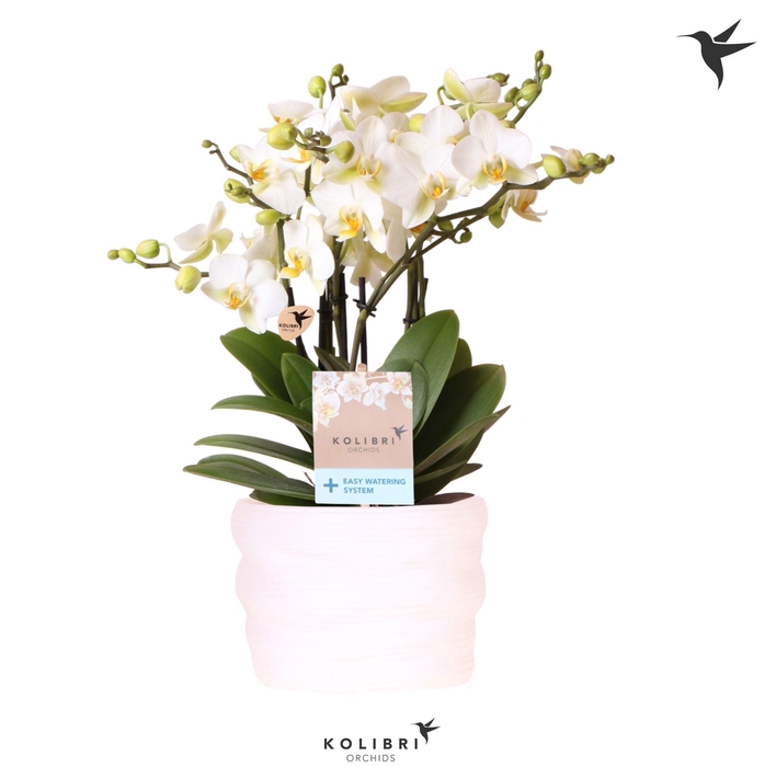 <h4>Kolibri Orchids Phalaenopsis Blossom Lausanne 6 spike in pot white with easy watering system</h4>