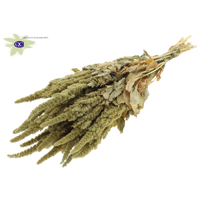 <h4>Amaranthus per bunch Natural Green</h4>