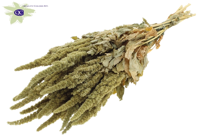 Amaranthus per bunch Natural Green