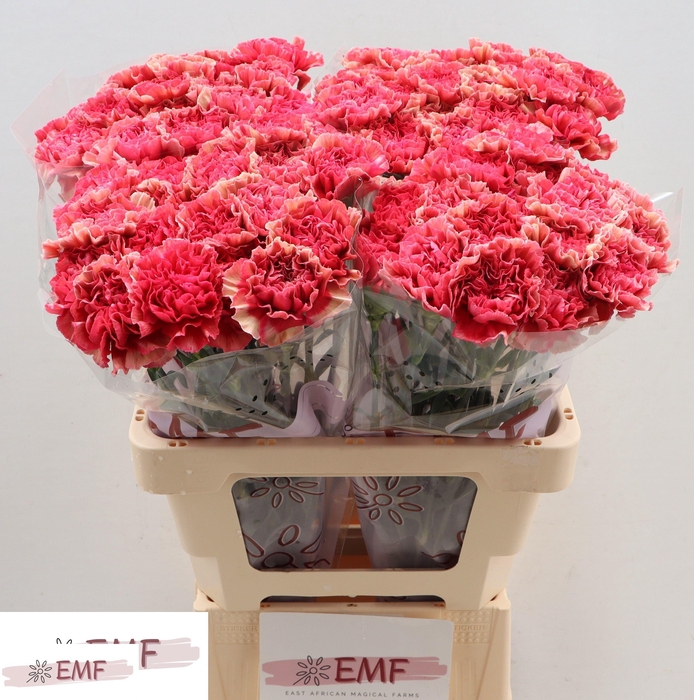 <h4>DI ST IPANEMA</h4>