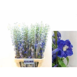 Delph Du Candle Bl Shades