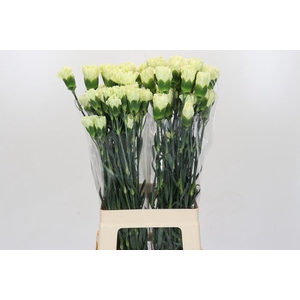 Dianthus St Lady Midori