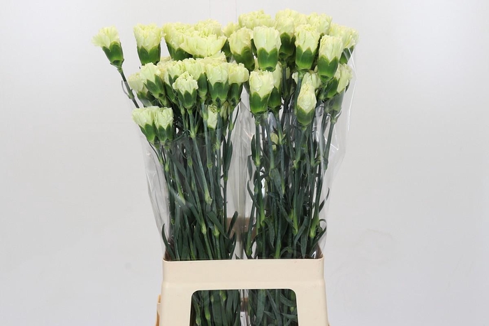 <h4>Dianthus St Lady Midori</h4>