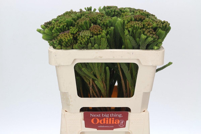 <h4>BRUN ALBIFLORA</h4>