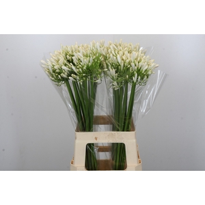 Agapanthus White Heaven