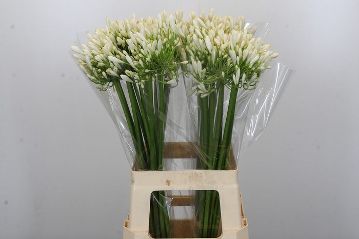 <h4>Agapanthus White Heaven</h4>