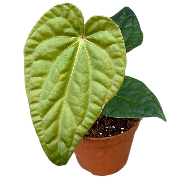 <h4>Anthurium Regale x Luxurians</h4>