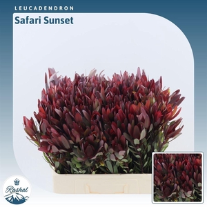 Leucadendron Safari Sunset