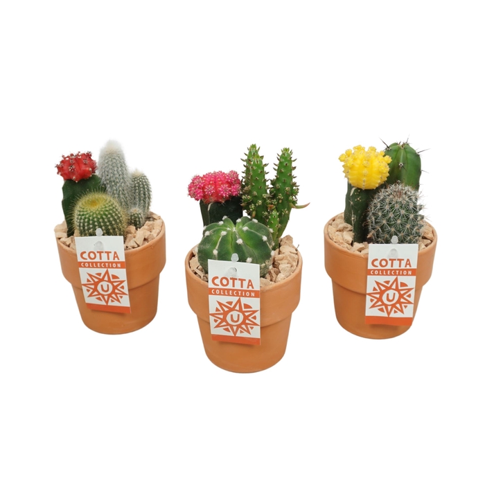 Arrangement Cactus