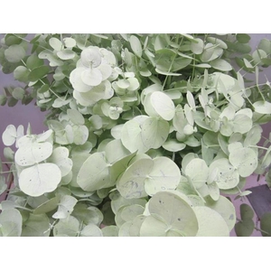 Euc Cinerea Licht Groen