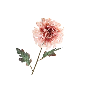 Chrysanthemum Dried Pink FL440069PNK