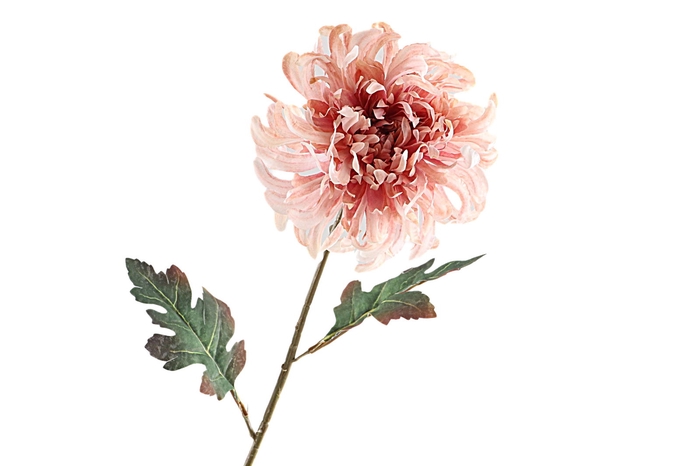 <h4>Chrysanthemum Dried Pink FL440069PNK</h4>