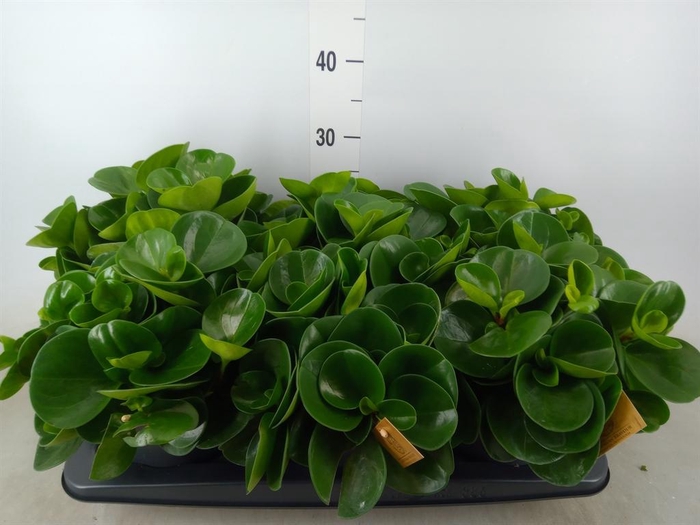 <h4>Peperomia obt. 'Green Gold'</h4>