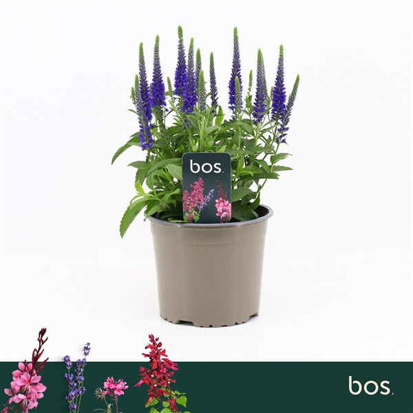 <h4>Veronica Spicata, Anniversary Blue</h4>