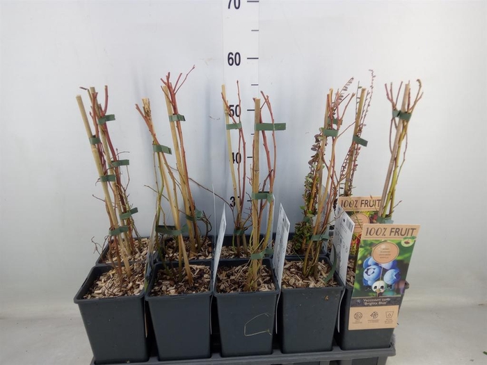 <h4>Vaccinium corymbos.</h4>