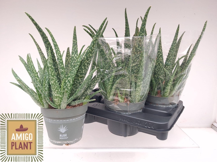 <h4>ALOE VERA</h4>