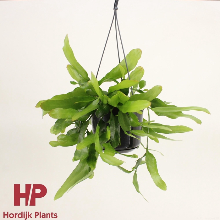 <h4>Epiphyllum pumilum</h4>