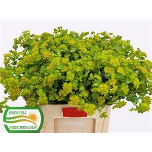 Bupleurum Rotundifol